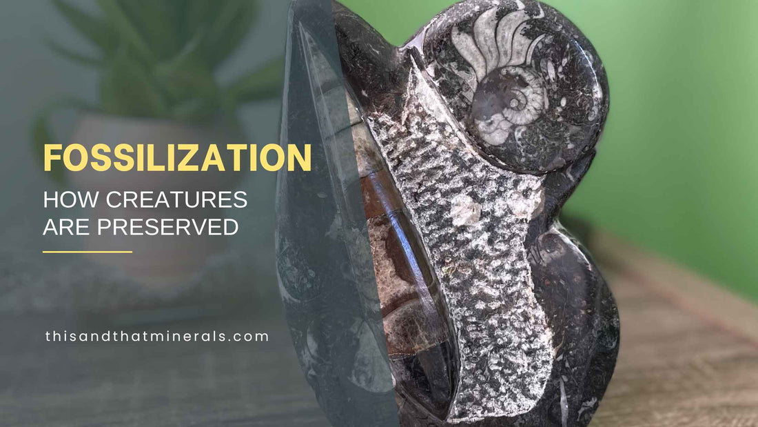 Fossilization: How Creatures Are Preserved