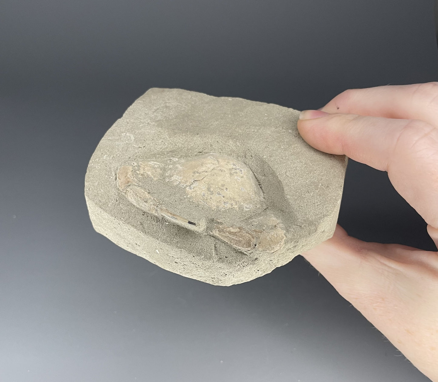 Crab Fossil | 2.5 inches