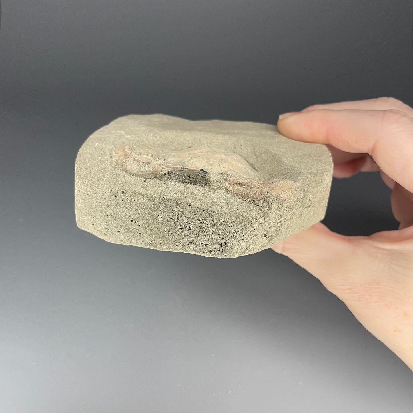 Crab Fossil | 2.5 inches