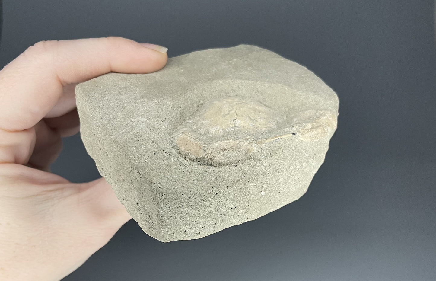 Crab Fossil | 2.5 inches