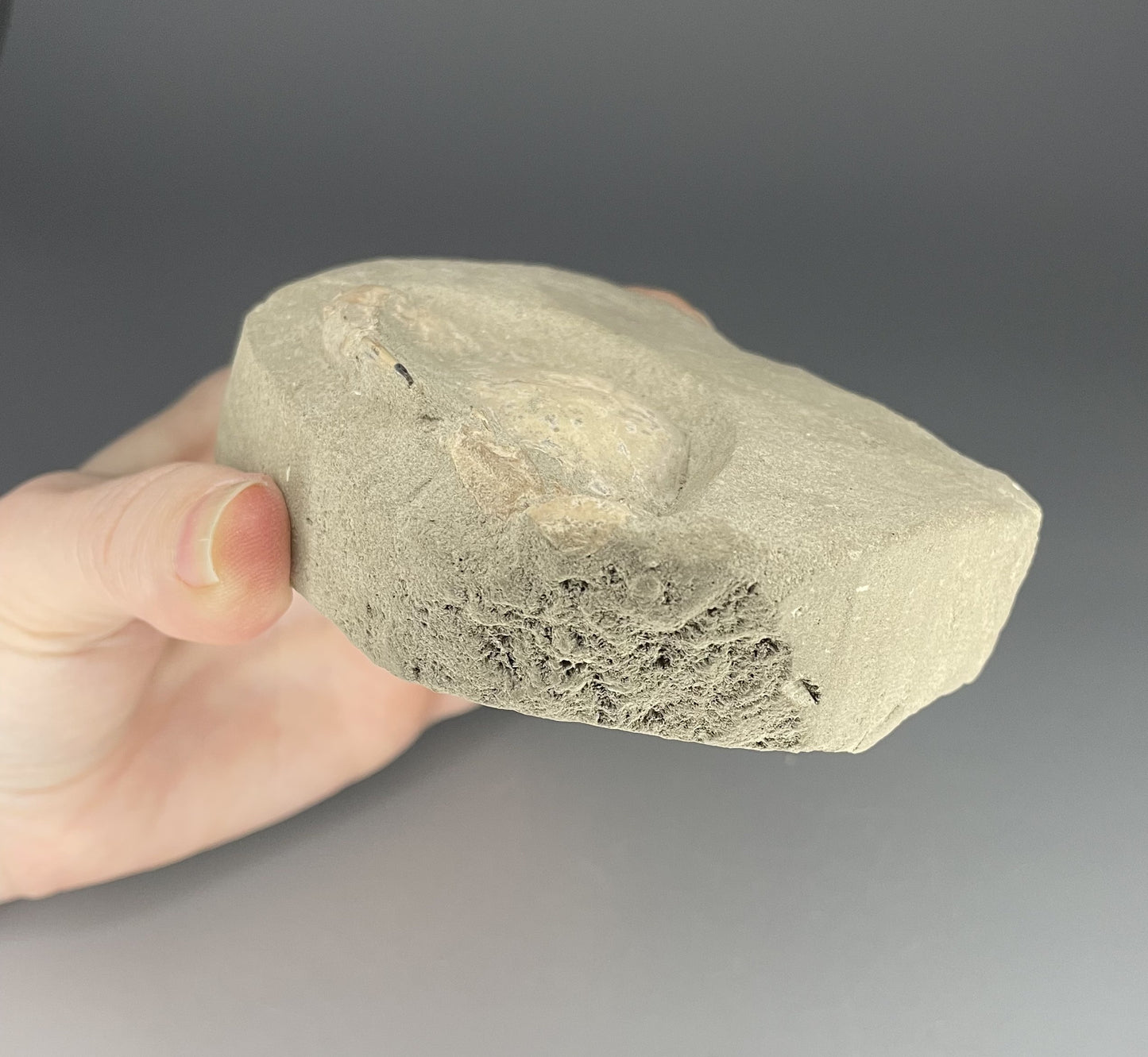 Crab Fossil | 2.5 inches