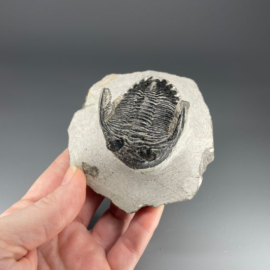 Trilobite | 5 centimeters 10 ounces
