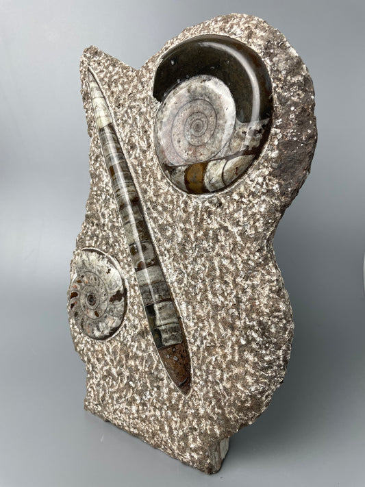 Polished Ammonite and Orthoceras Fossil Plate | 11 inches