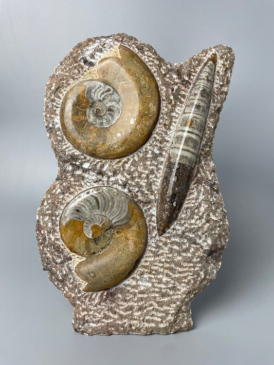 Polished Ammonite and Orthoceras Fossil Plate | 10.5 inches