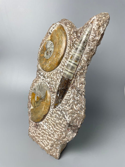 Polished Ammonite and Orthoceras Fossil Plate | 10.5 inches