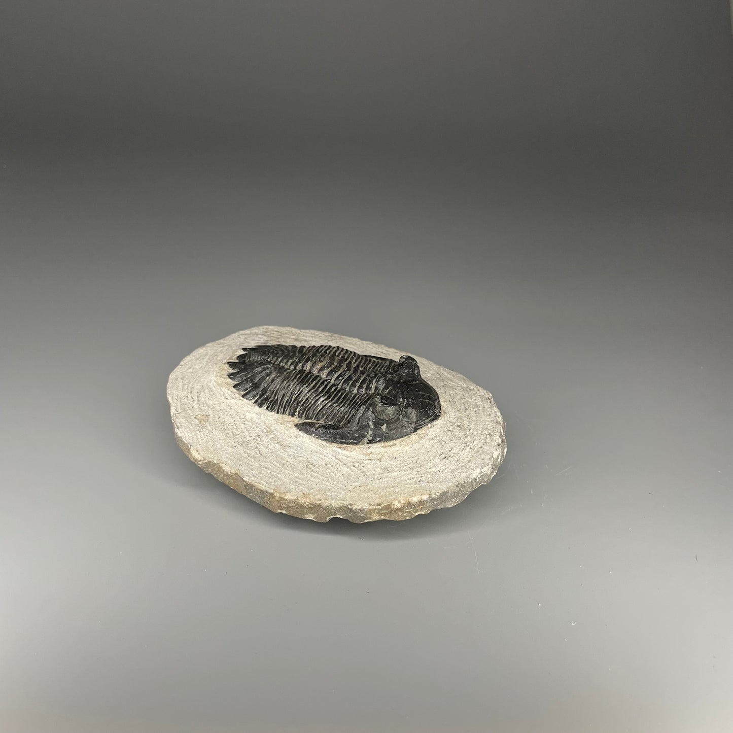 Trilobite | 7 centimeters 10 ounces