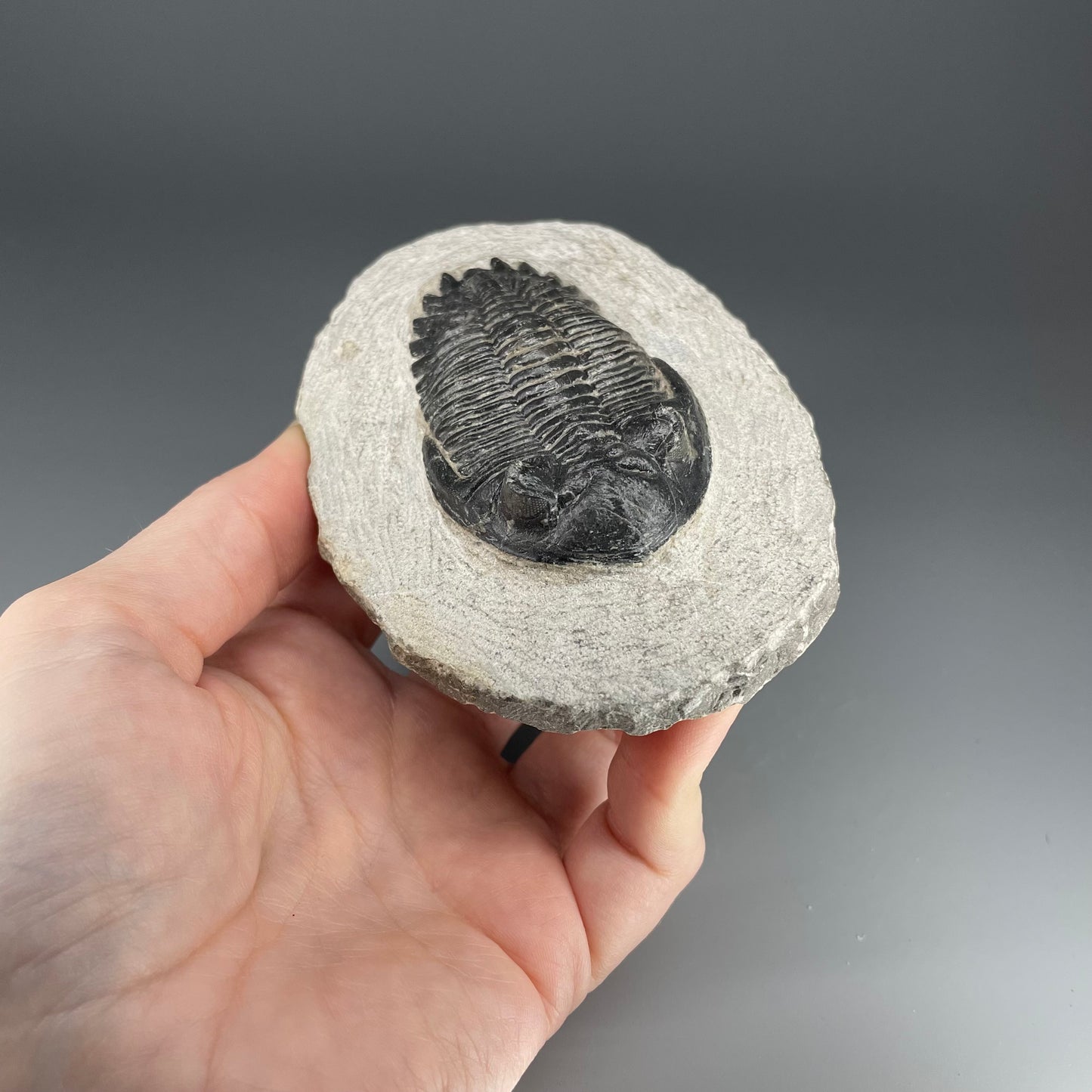 Trilobite | 7 centimeters 10 ounces