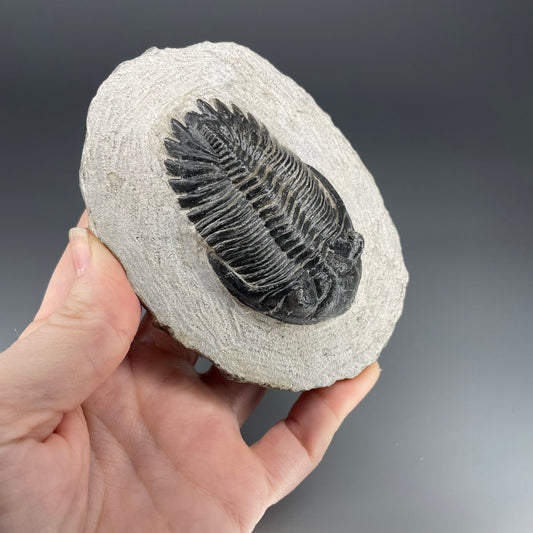 Trilobite | 7 centimeters 10 ounces