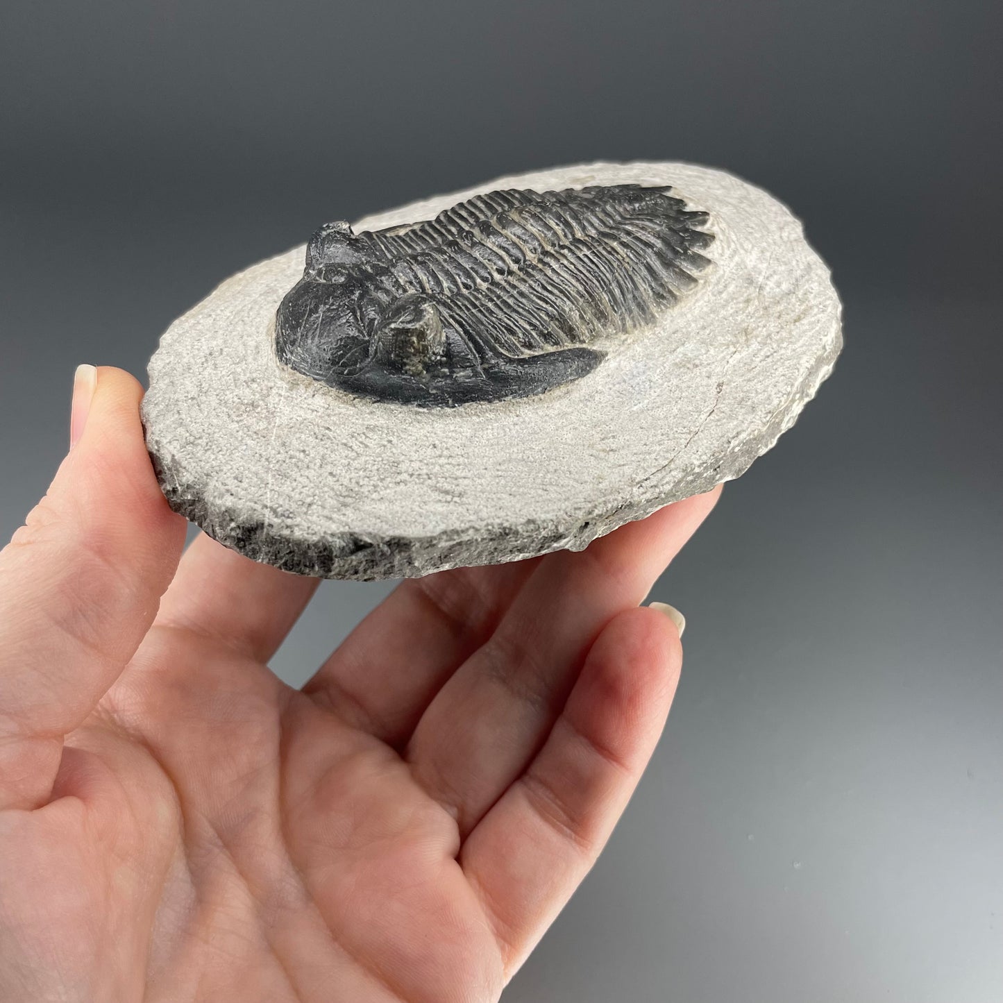 Trilobite | 7 centimeters 10 ounces