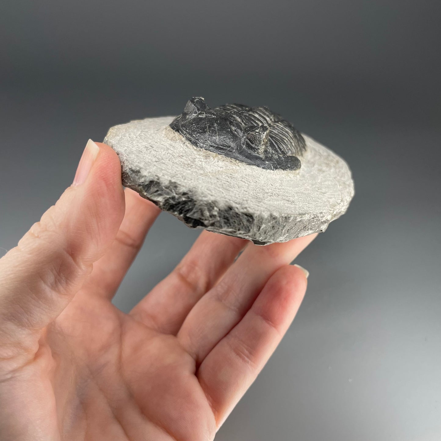 Trilobite | 7 centimeters 10 ounces
