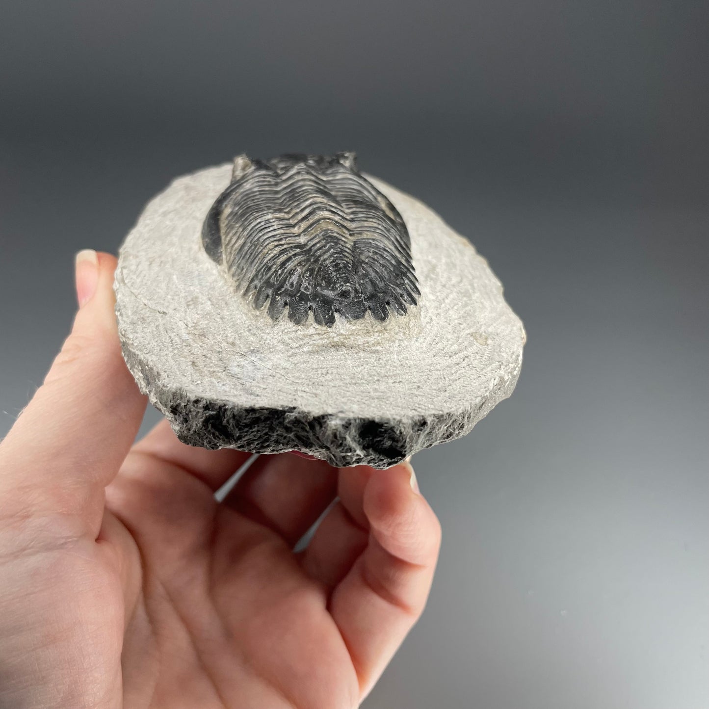 Trilobite | 7 centimeters 10 ounces