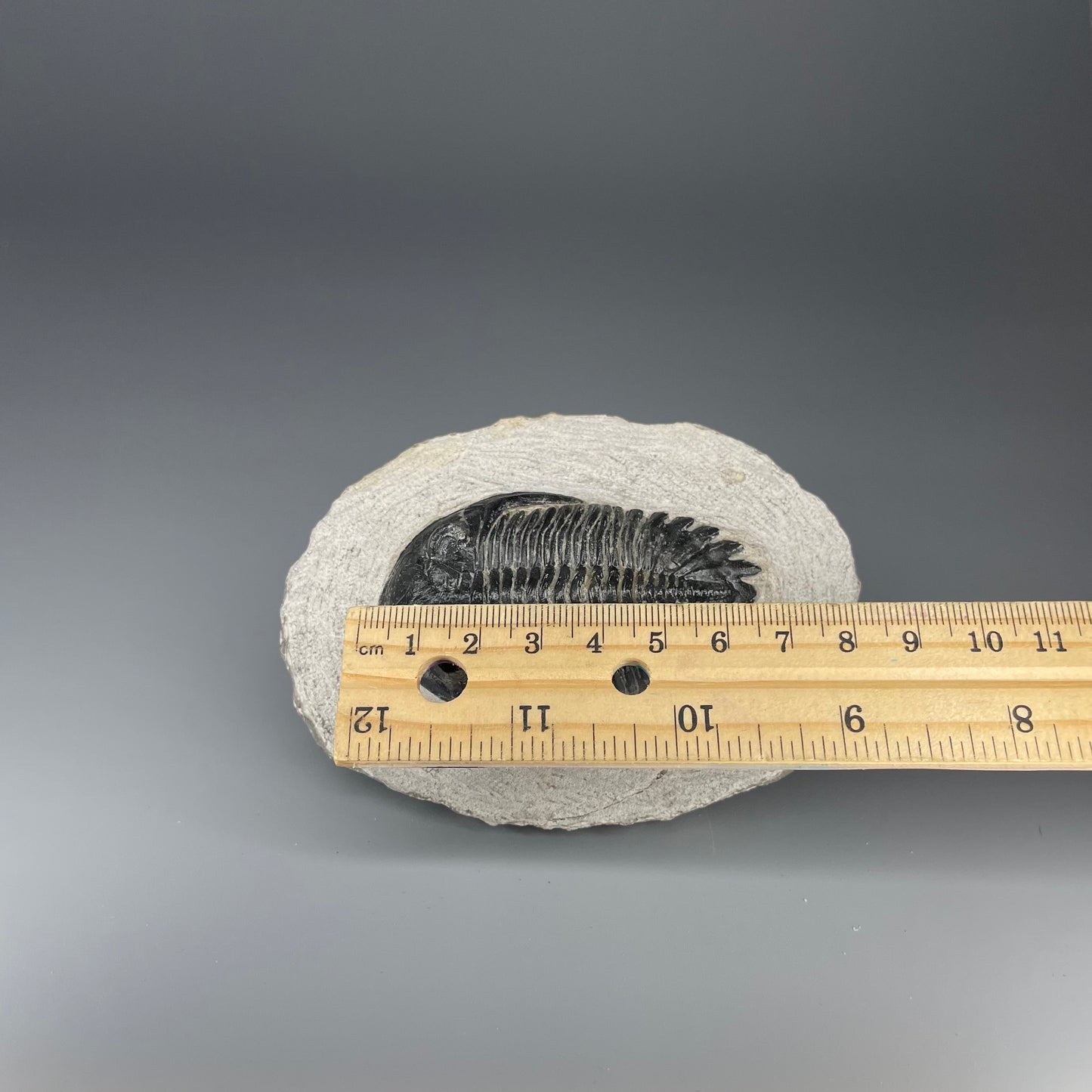 Trilobite | 7 centimeters 10 ounces