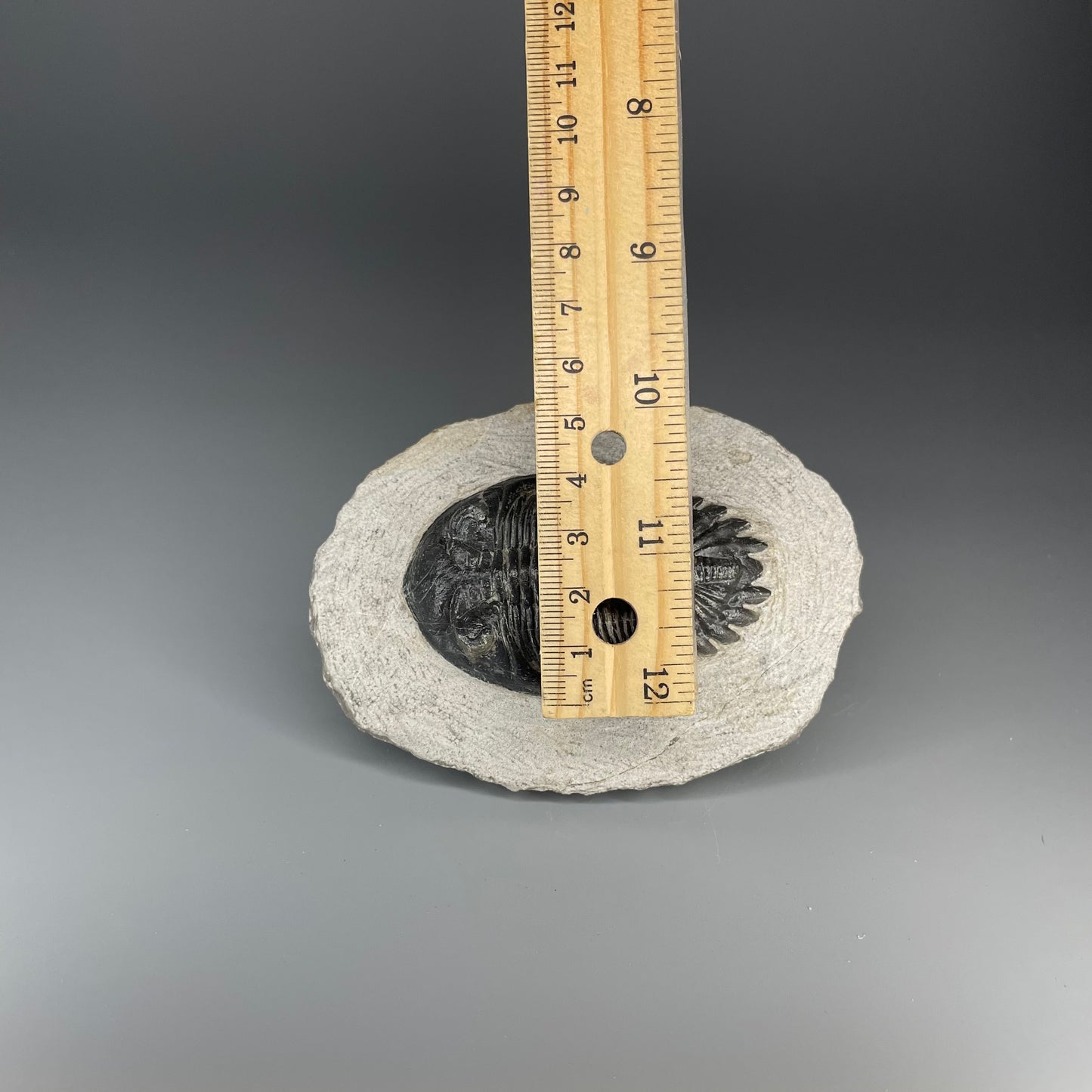 Trilobite | 7 centimeters 10 ounces