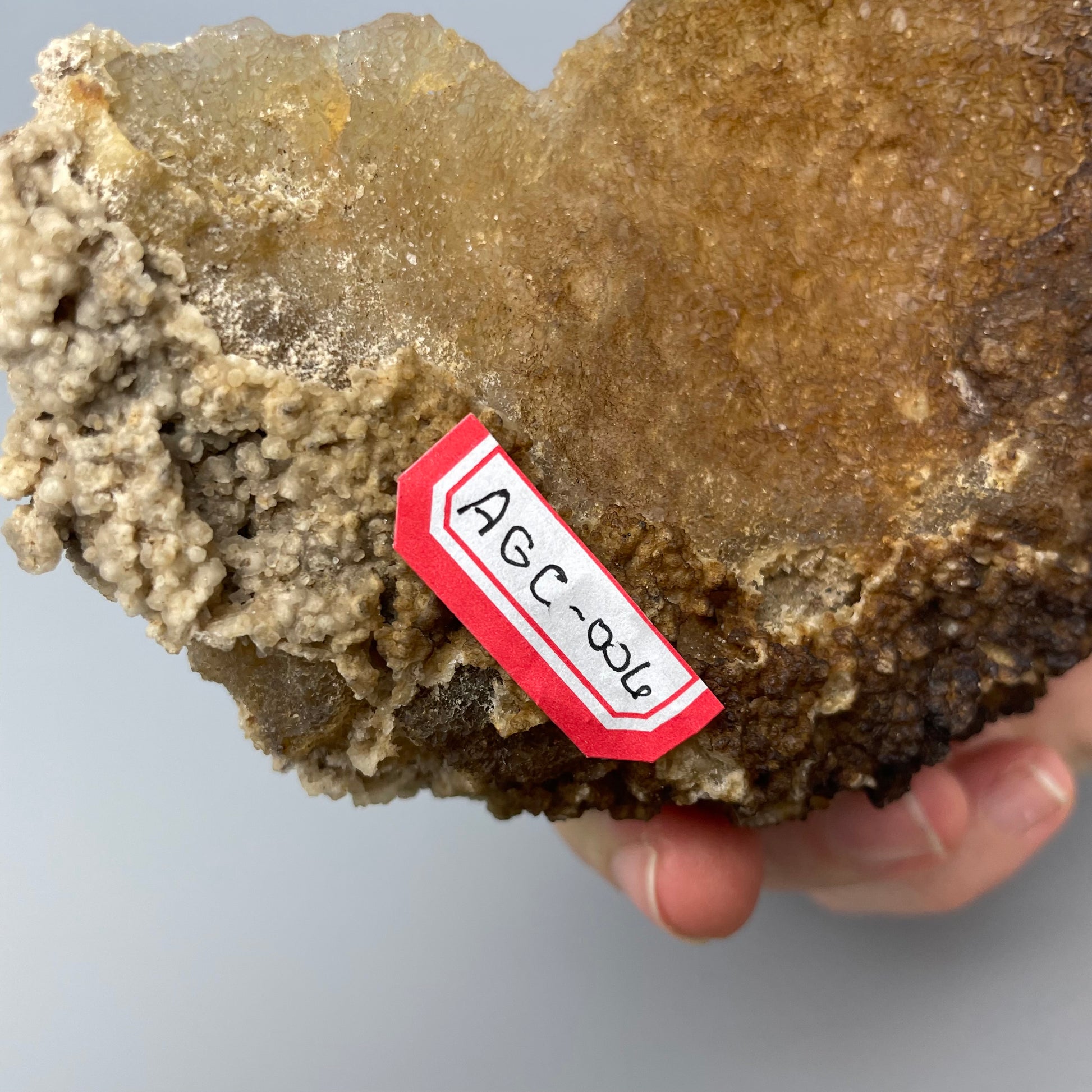 Agatized coral 006 is a 5-inch brown agatized coral with intricate patterns and textures.