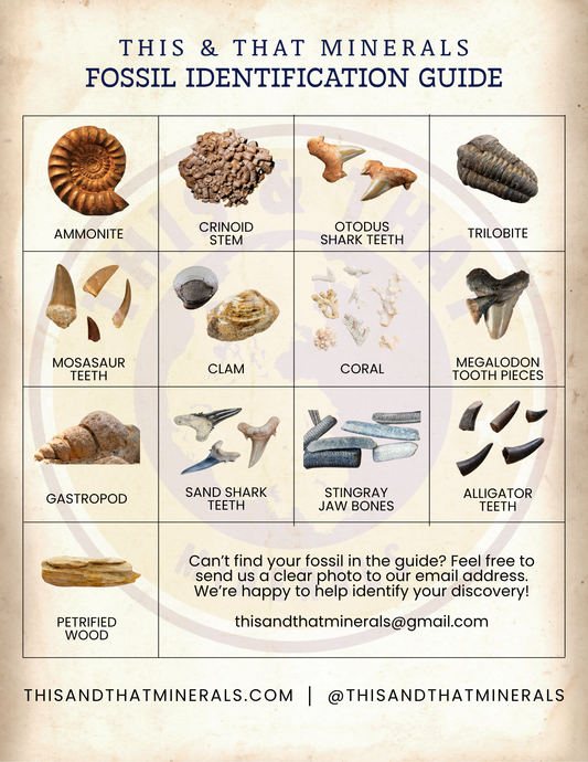 Fossil Identification Guide | Digital Download