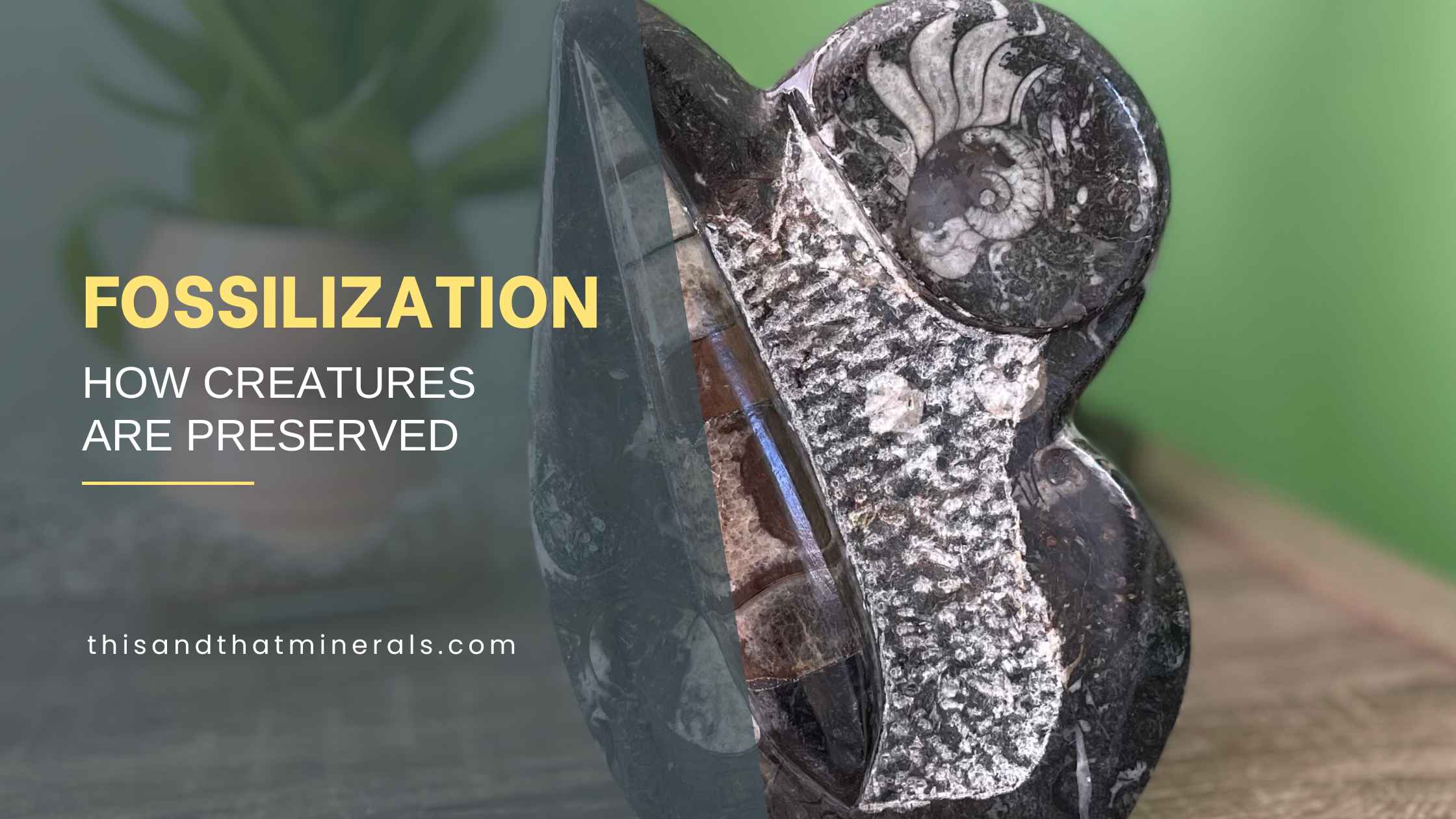 Fossilization: How Creatures Are Preserved – This & That Minerals