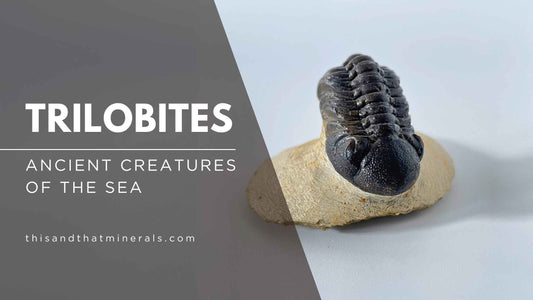 Trilobites: Ancient Creatures of the Sea