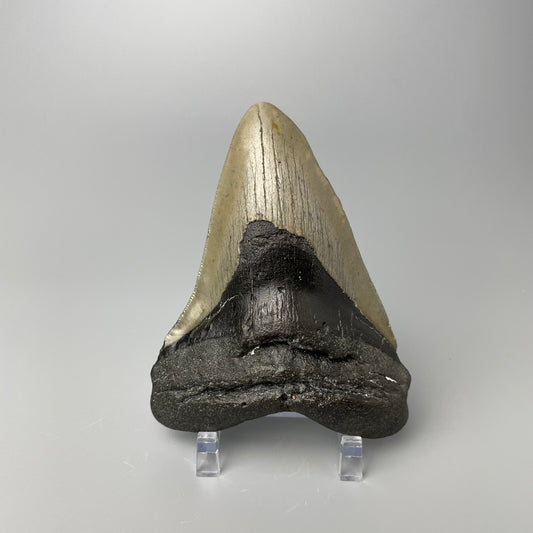 One 4.5-inch Megalodon tooth with black root and tan enamel