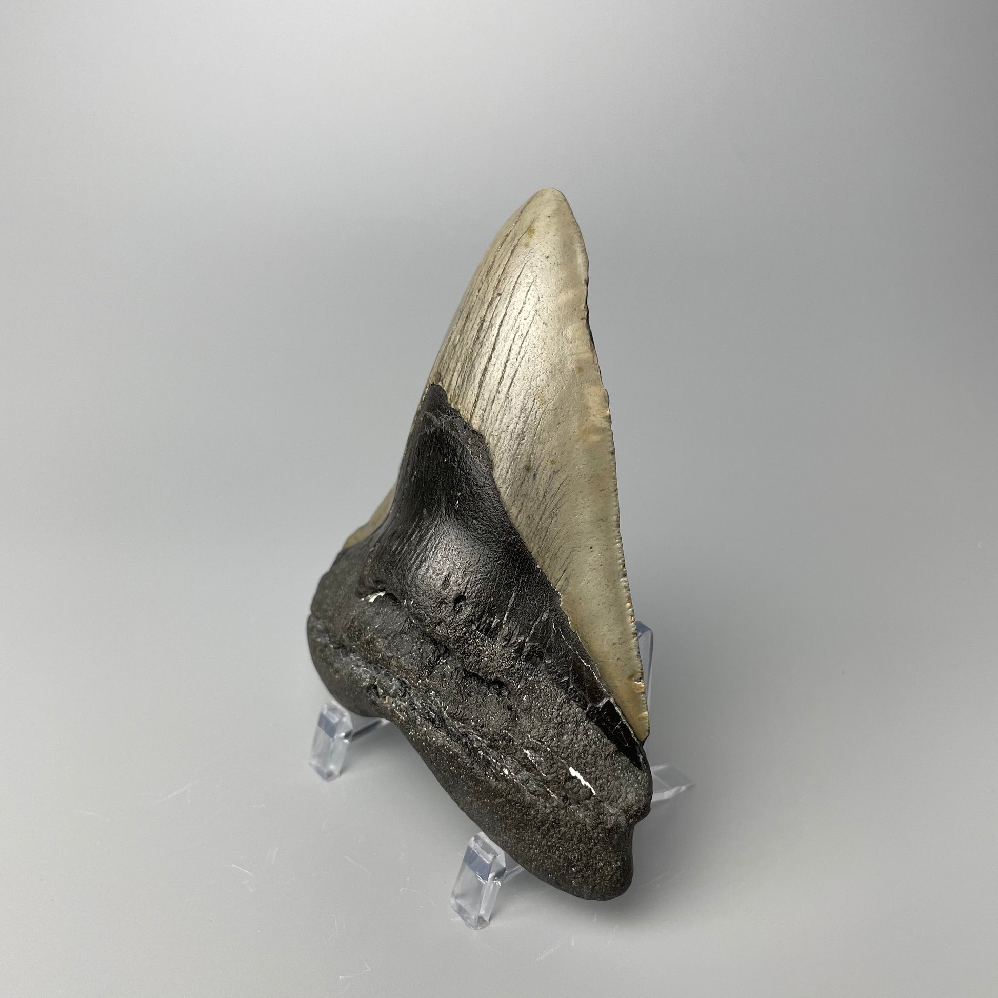 One 4.5-inch Megalodon tooth with black root and tan enamel