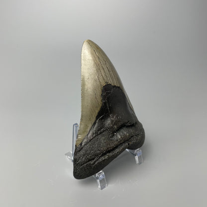 One 4.5-inch Megalodon tooth with black root and tan enamel