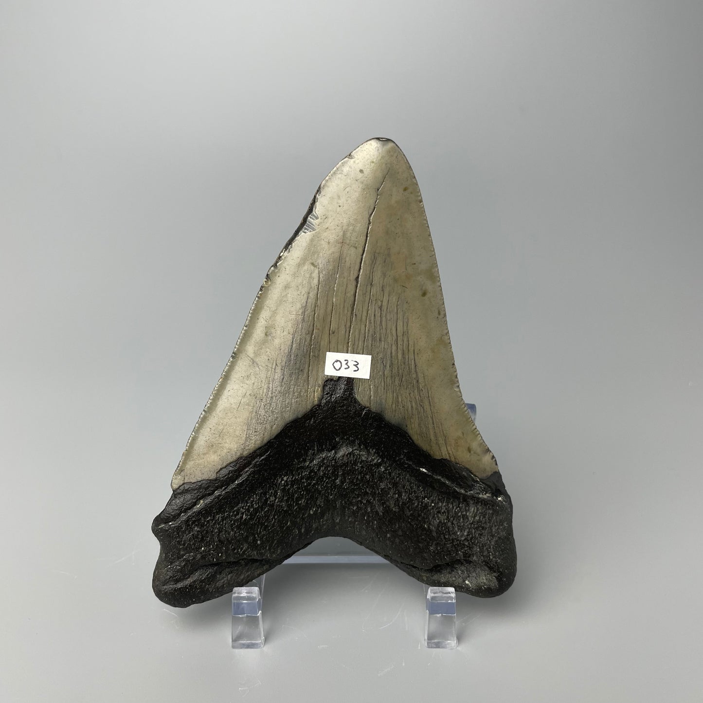 One 4.5-inch Megalodon tooth with black root and tan enamel