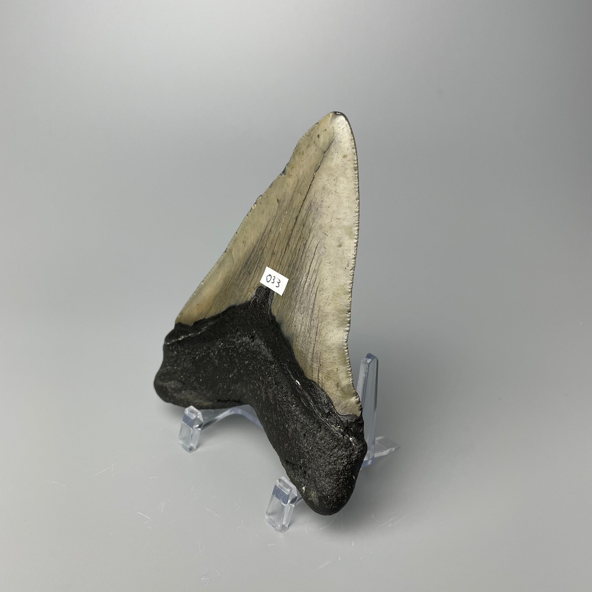 One 4.5-inch Megalodon tooth with black root and tan enamel