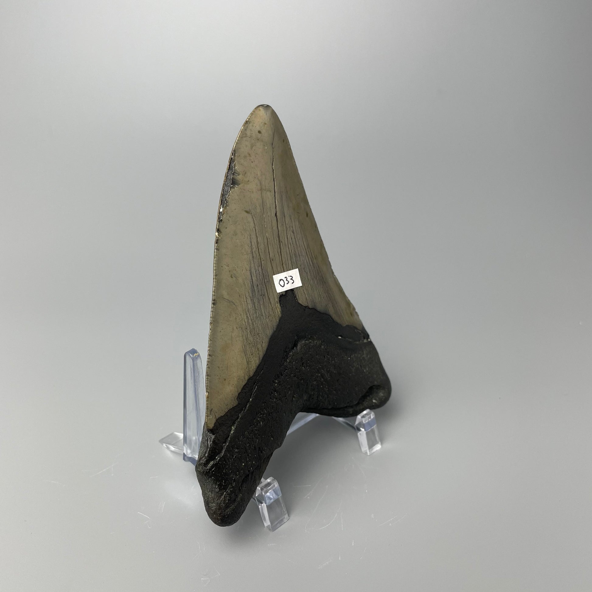 One 4.5-inch Megalodon tooth with black root and tan enamel