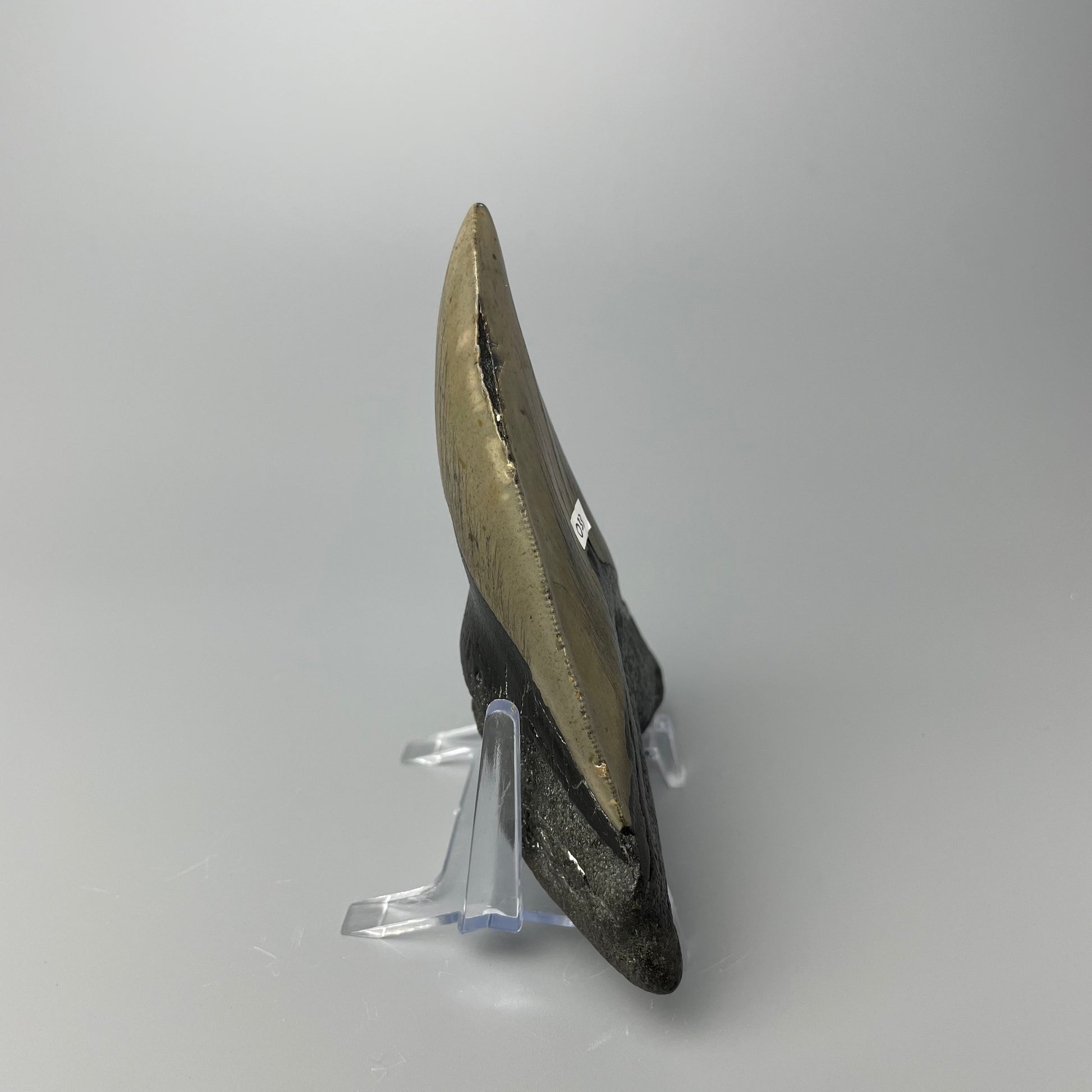 One 4.5-inch Megalodon tooth with black root and tan enamel