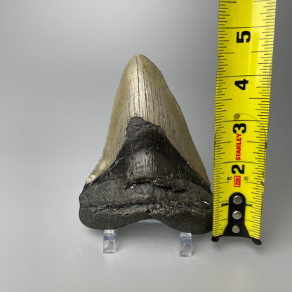 One 4.5-inch Megalodon tooth with black root and tan enamel