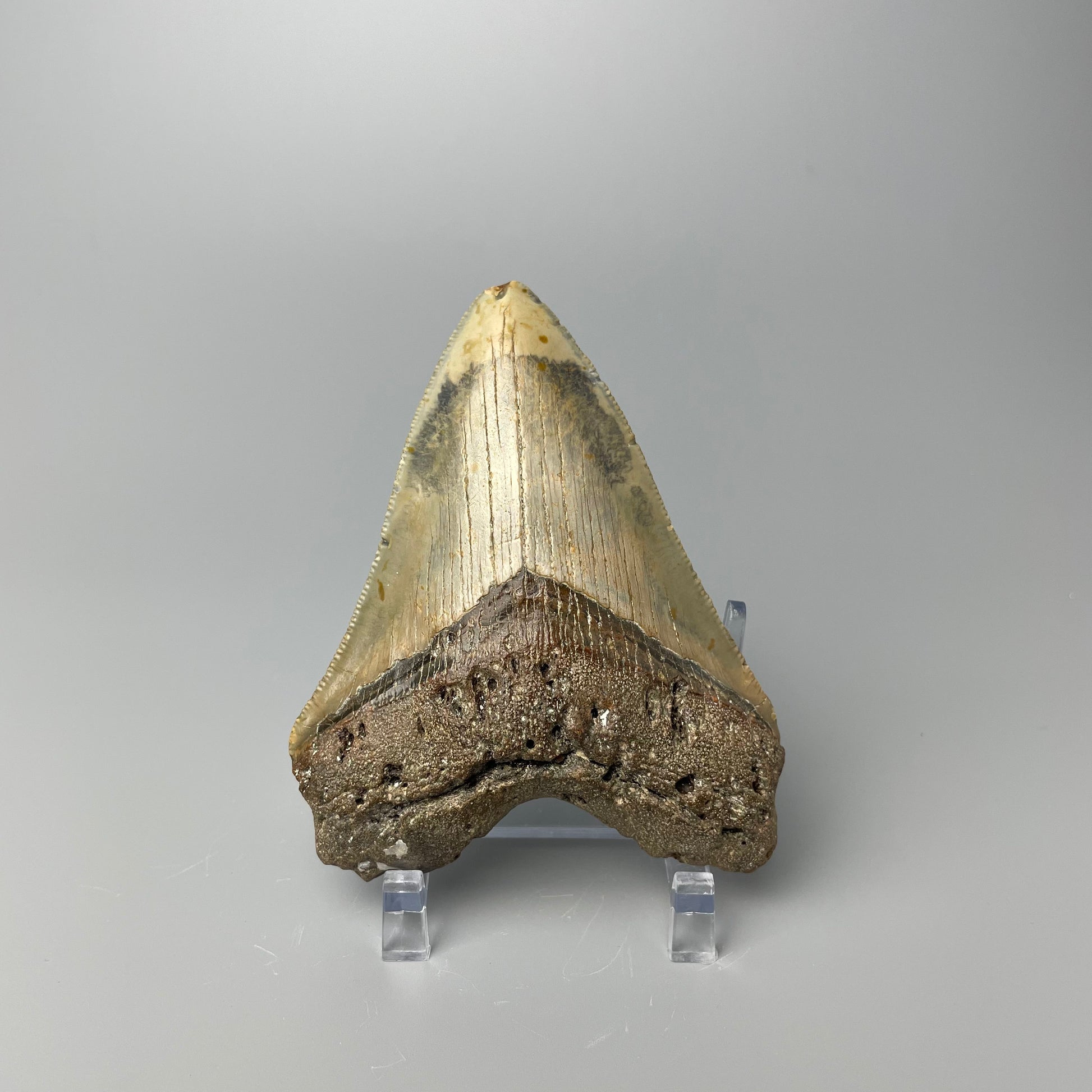 One 4-inch Megalodon tooth with black root and tan enamel