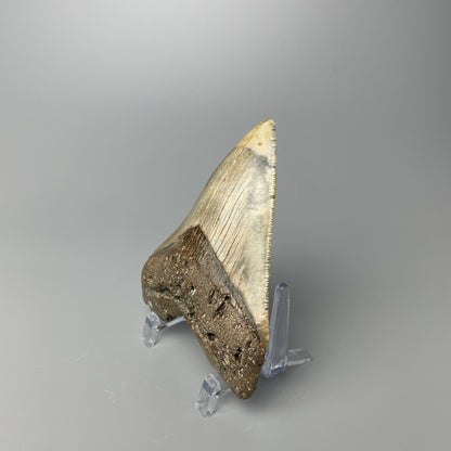 One 4-inch Megalodon tooth with black root and tan enamel