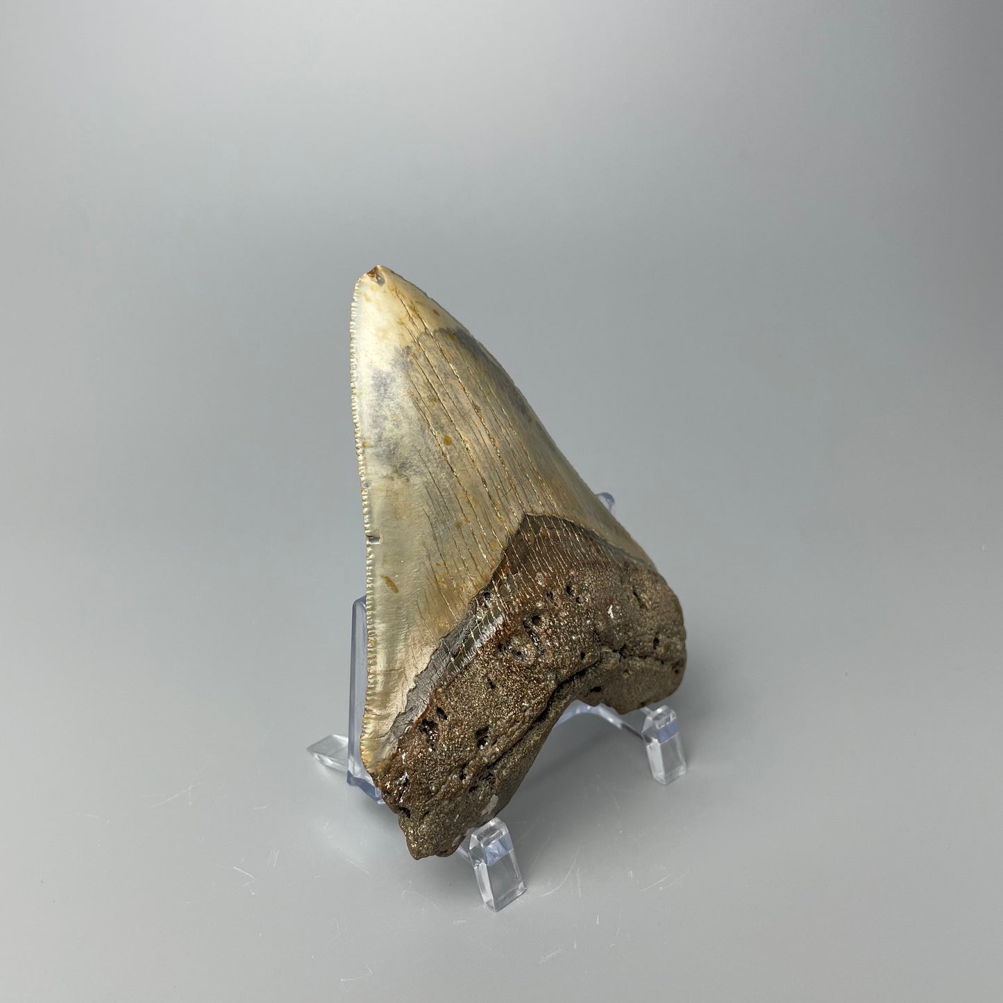 One 4-inch Megalodon tooth with black root and tan enamel