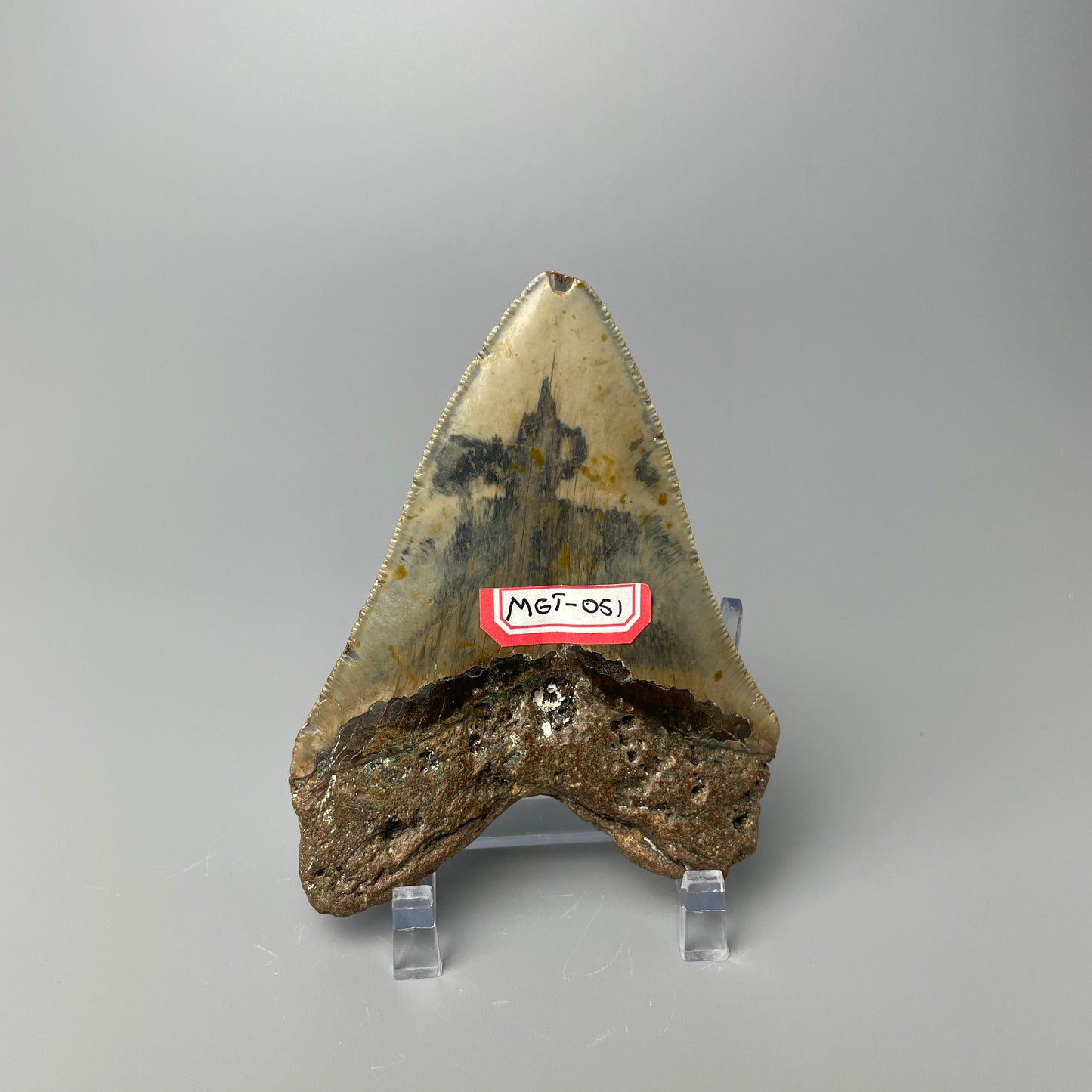 One 4-inch Megalodon tooth with black root and tan enamel