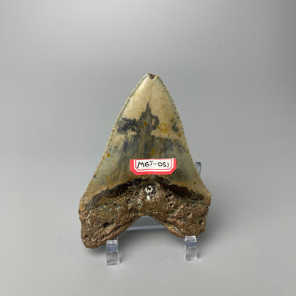 One 4-inch Megalodon tooth with black root and tan enamel