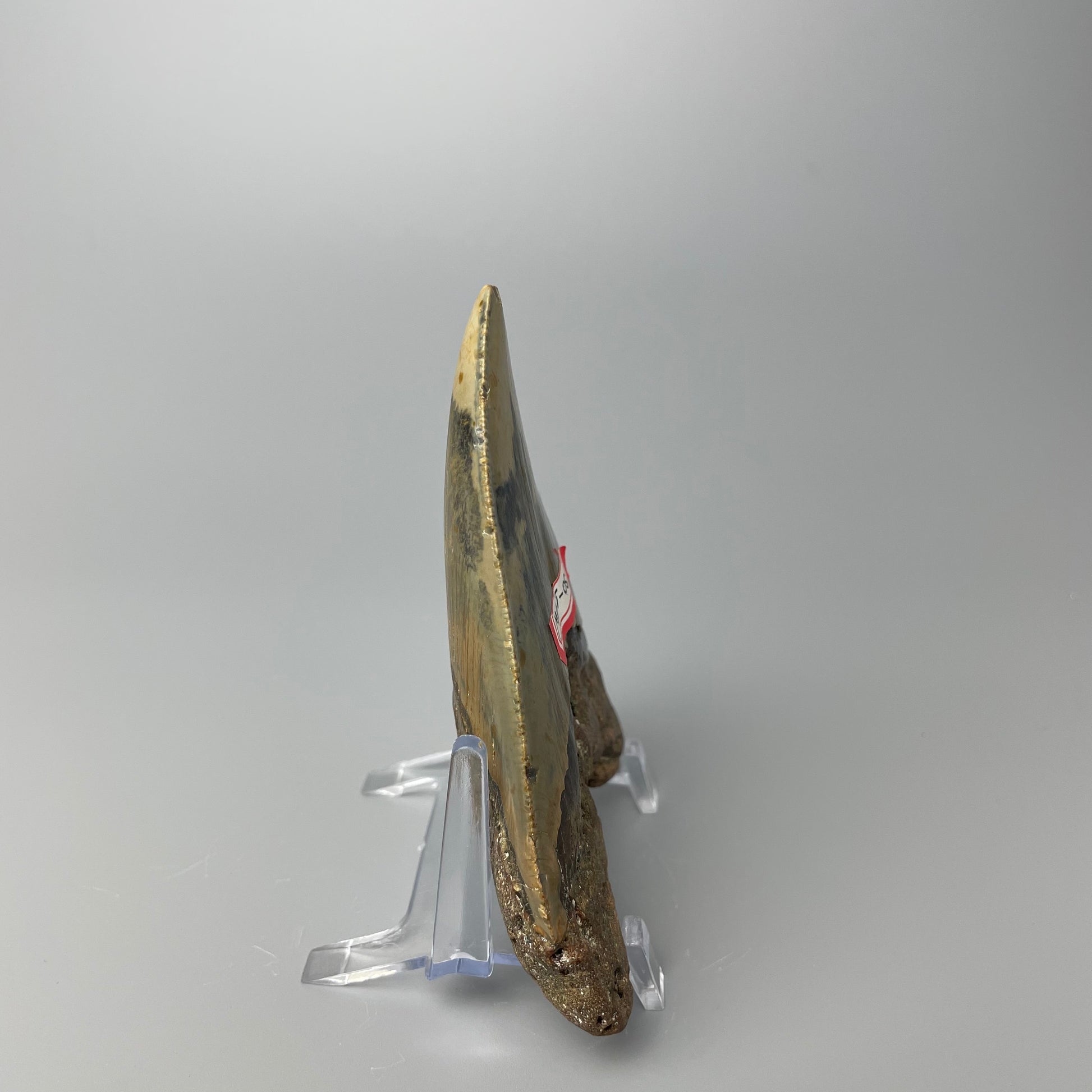 One 4-inch Megalodon tooth with black root and tan enamel