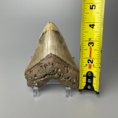 One 4-inch Megalodon tooth with black root and tan enamel