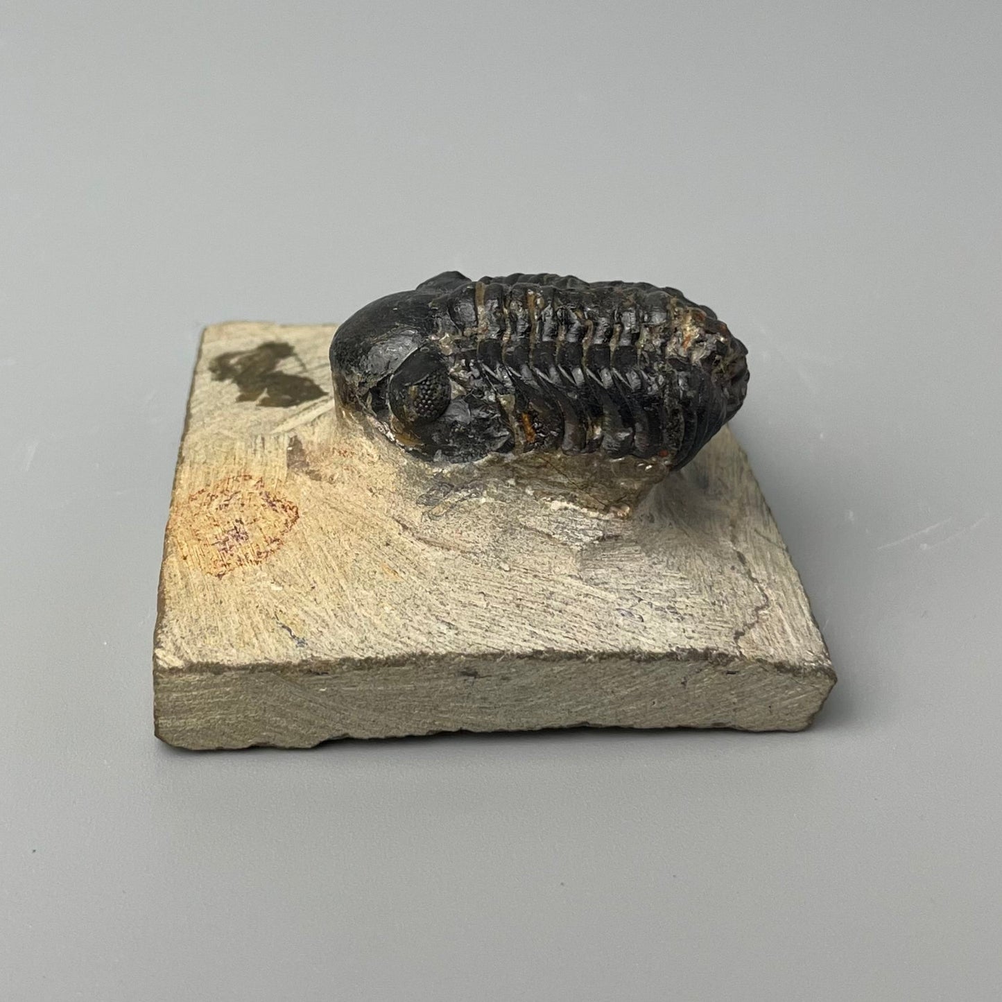 A fossilized Phacops trilobite that is 1.25 inches long and showcases intricate patterns of its exoskeleton.