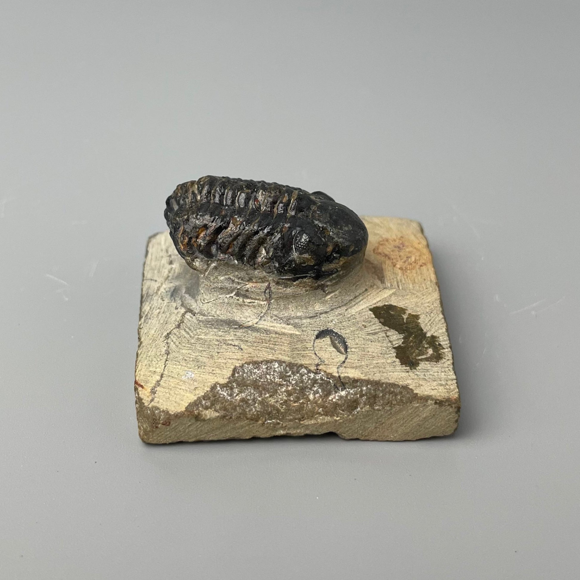 A fossilized Phacops trilobite that is 1.25 inches long and showcases intricate patterns of its exoskeleton.