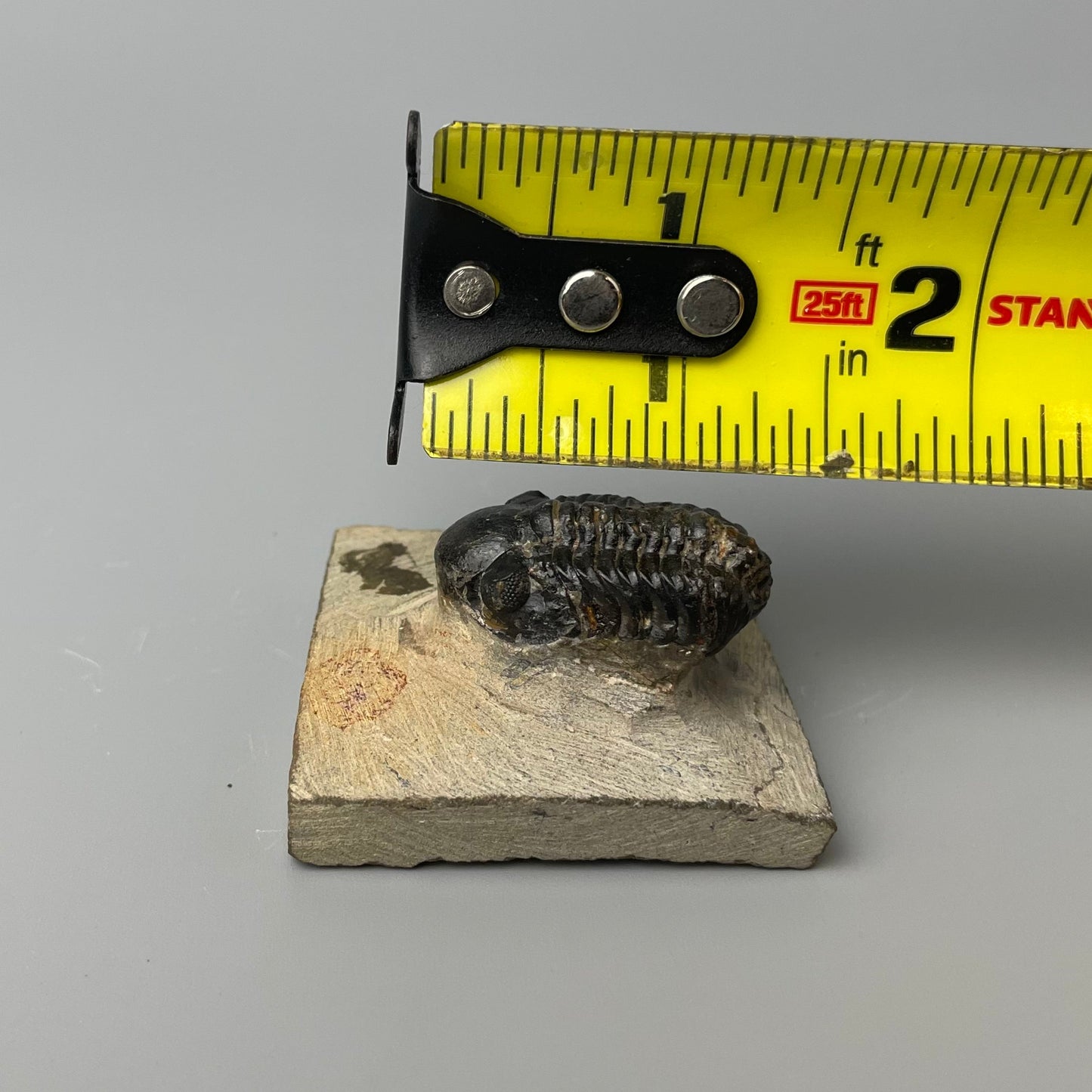 A fossilized Phacops trilobite that is 1.25 inches long and showcases intricate patterns of its exoskeleton.