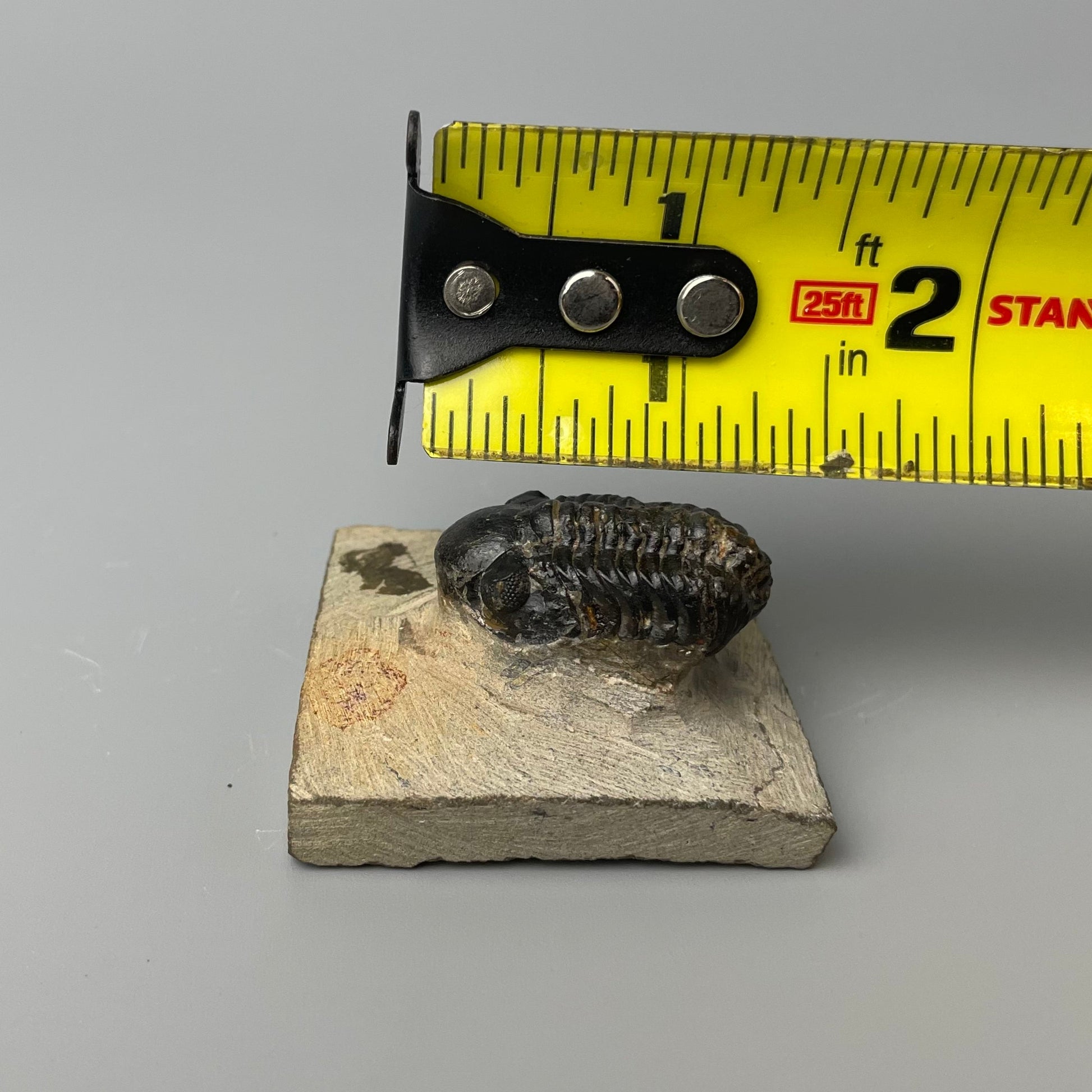 A fossilized Phacops trilobite that is 1.25 inches long and showcases intricate patterns of its exoskeleton.