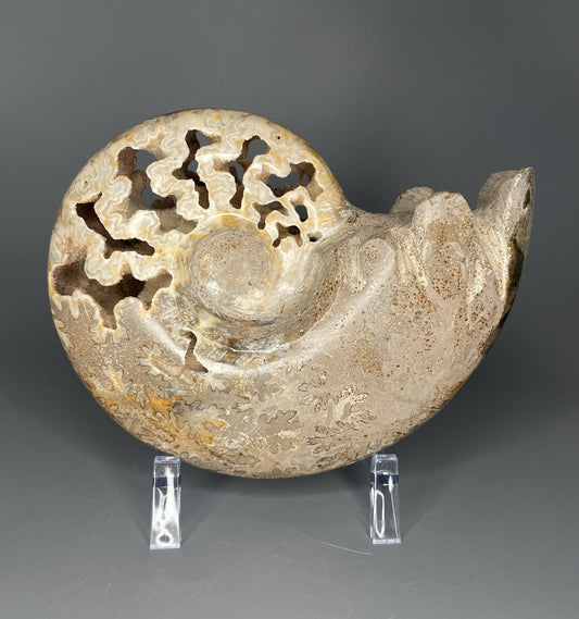 A fossilized Schloenbachia ammonite showcases intricate suture patterns and ribbing.