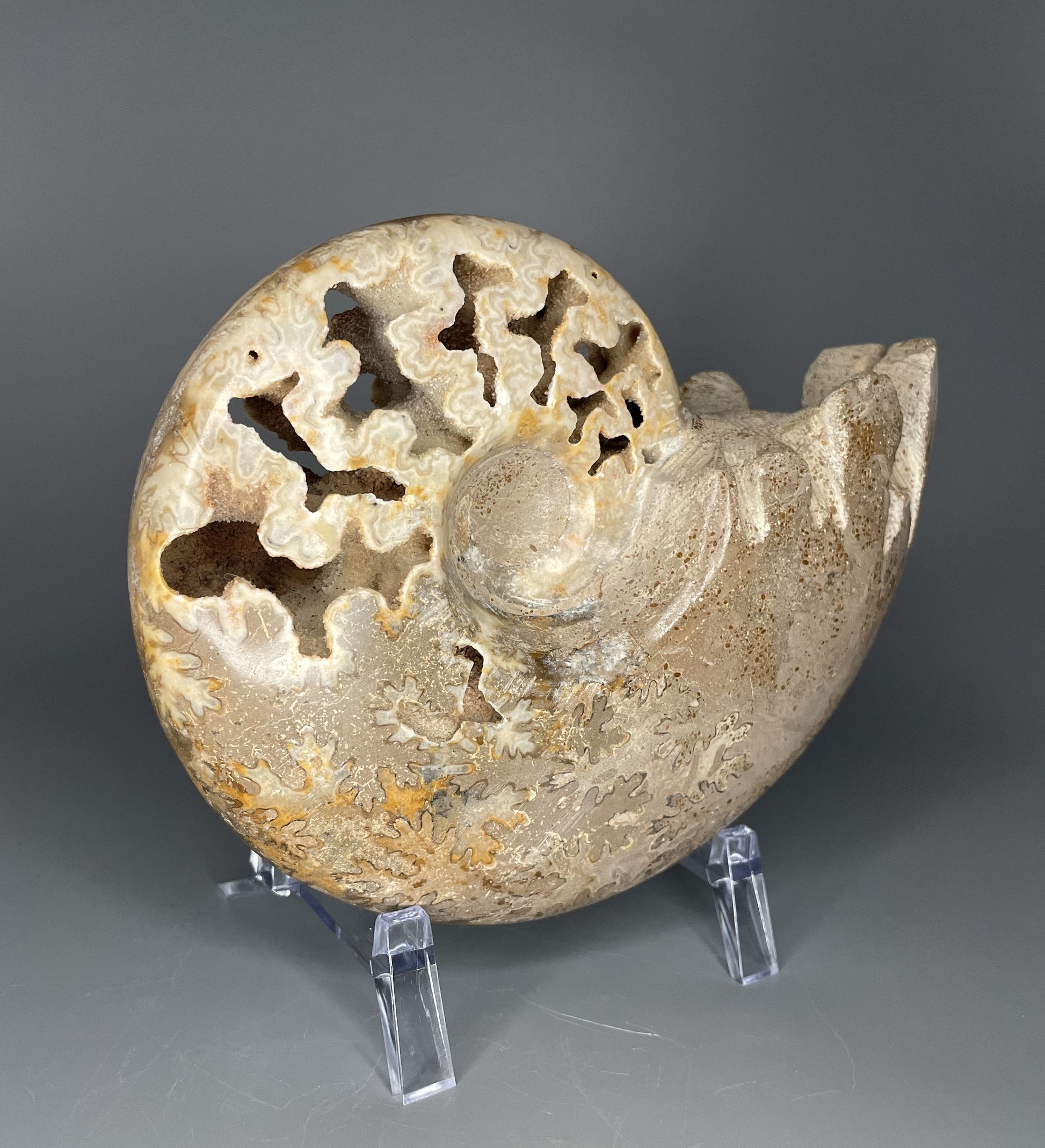 A fossilized Schloenbachia ammonite showcases intricate suture patterns and ribbing.