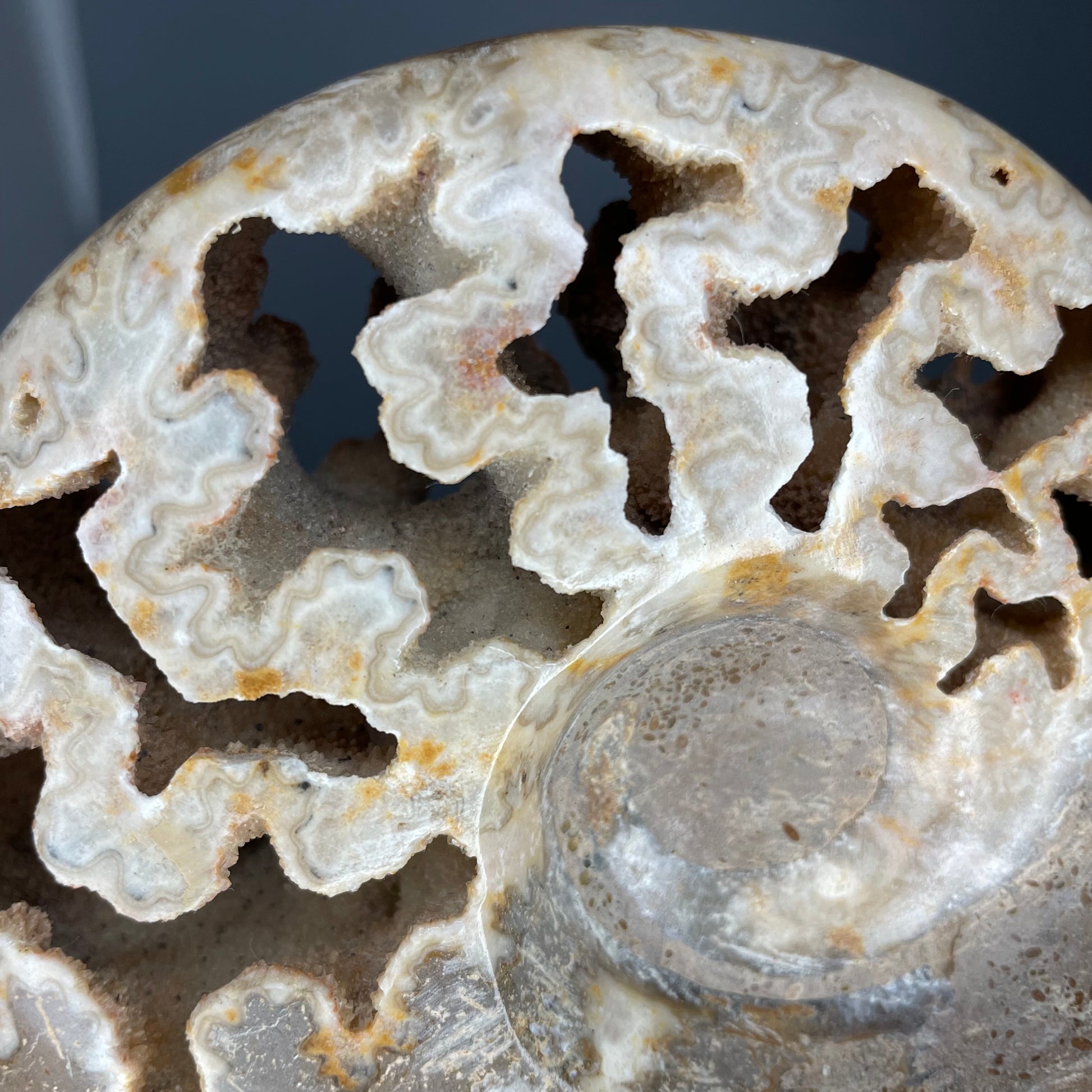 A fossilized Schloenbachia ammonite showcases intricate suture patterns and ribbing.