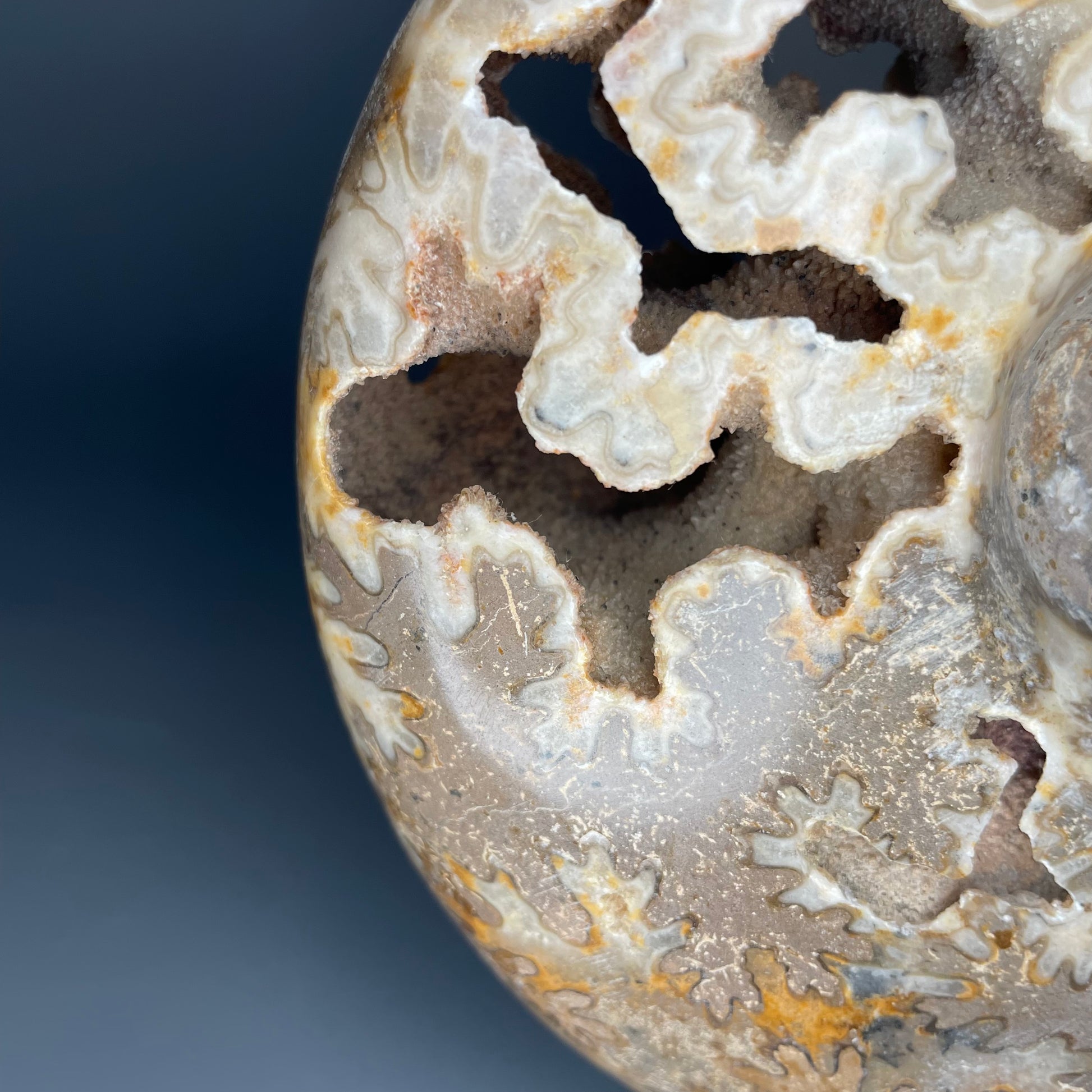 A fossilized Schloenbachia ammonite showcases intricate suture patterns and ribbing.