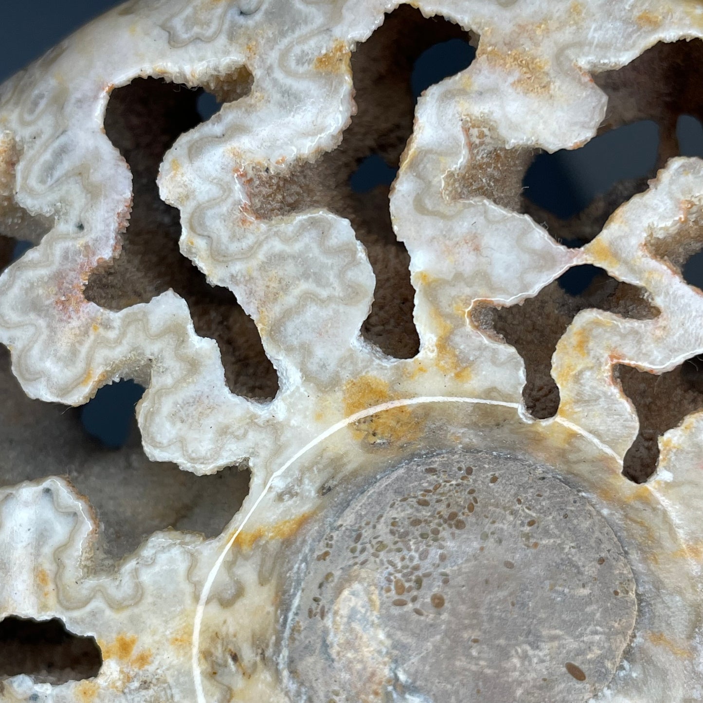 A fossilized Schloenbachia ammonite showcases intricate suture patterns and ribbing.