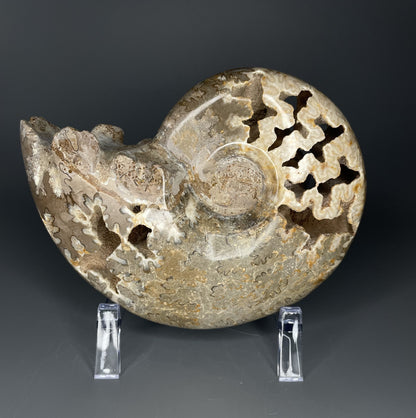 A fossilized Schloenbachia ammonite showcases intricate suture patterns and ribbing.