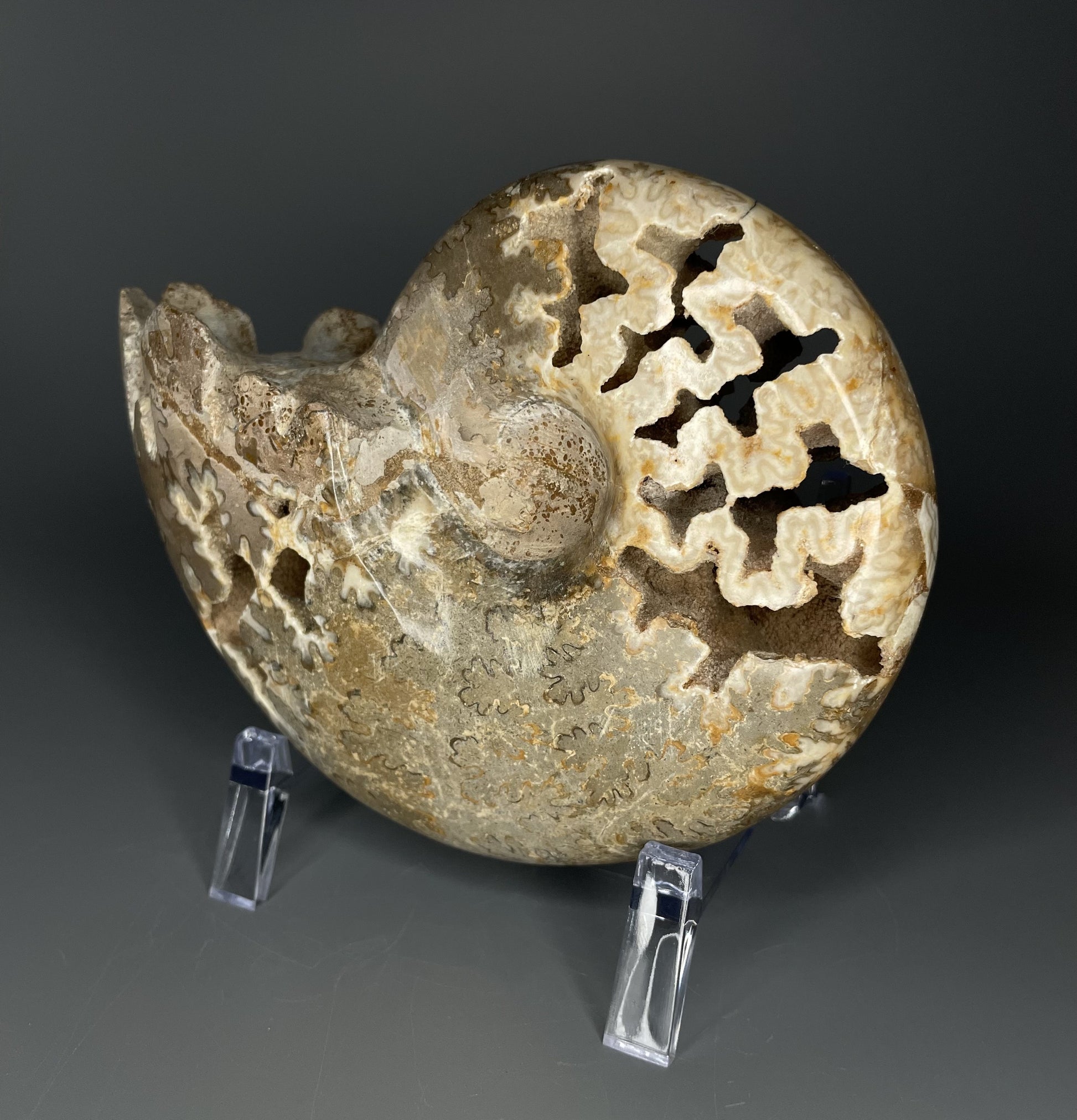 A fossilized Schloenbachia ammonite showcases intricate suture patterns and ribbing.