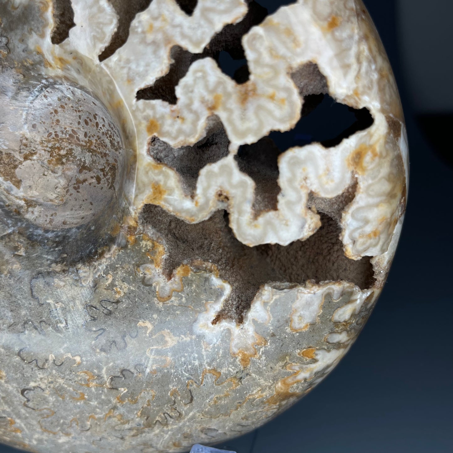 A fossilized Schloenbachia ammonite showcases intricate suture patterns and ribbing.