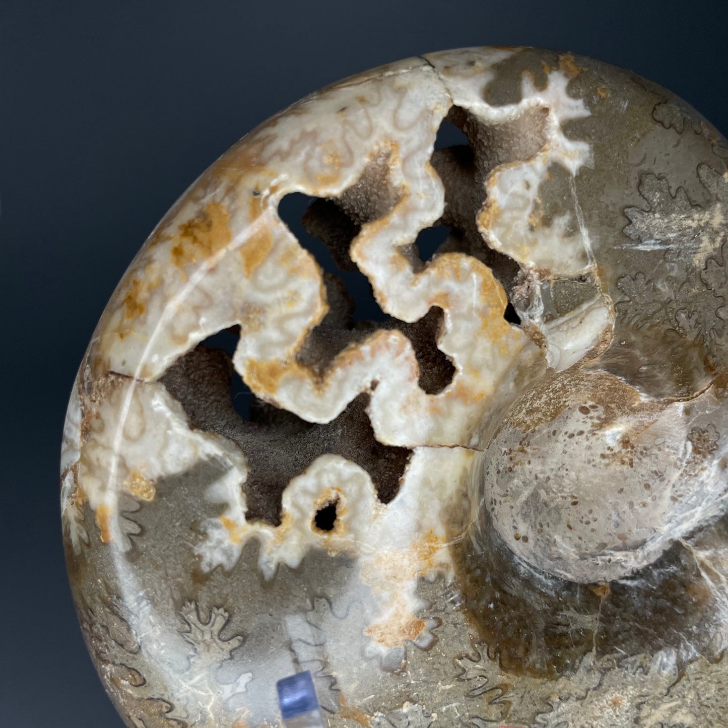 A fossilized Schloenbachia ammonite showcases intricate suture patterns and ribbing.