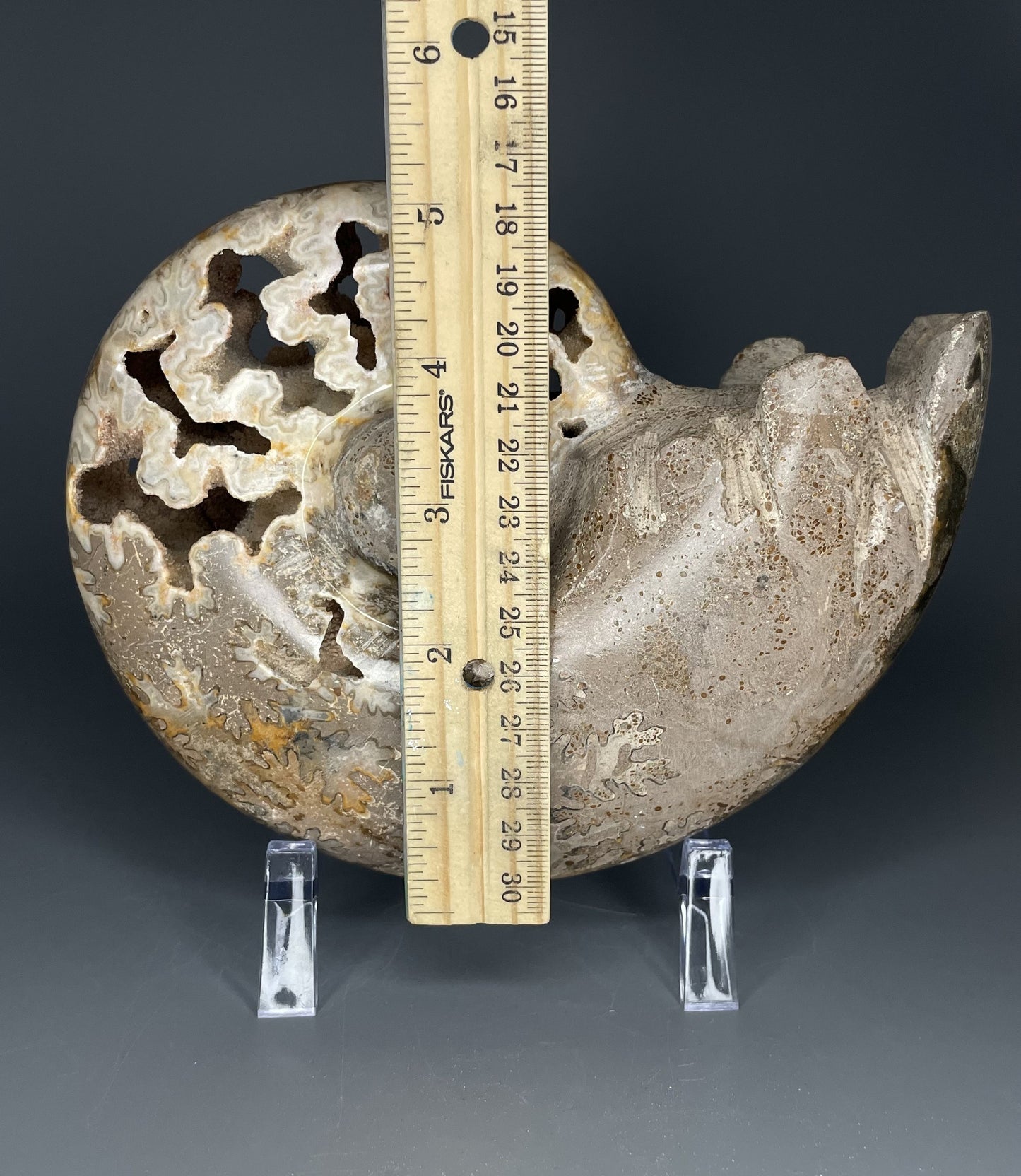 A fossilized Schloenbachia ammonite showcases intricate suture patterns and ribbing.